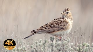 Skylark Alauda arvensis Singing birds 4K Ultra HD [upl. by Adnaral]