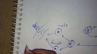 Life cycle of plasmodium [upl. by Haimes]