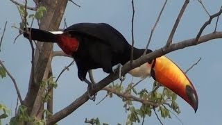 TOCOTOUCAN singing RAMPHASTOS TOCO TUCANUÇU TUCANOTOCO Free birds in the wild [upl. by Regdor759]