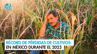 Récord de pérdidas de cultivos en México durante el 2023 [upl. by Alahc475]