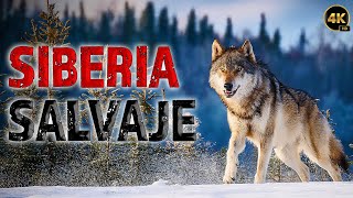 VIDA SALVAJE EN SIBERIA  El Lugar Más Frío Del Mundo  Documentales Completos en Español [upl. by Jelene]