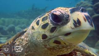 MRCI Sea Turtle Monitoring Program [upl. by Jaworski]