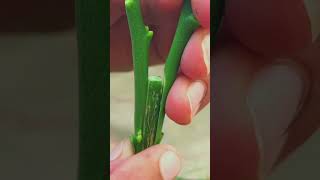 Grafting a lemon in orange tree  grafting in orange plant  grafting with results  plantcare [upl. by Ahtael]