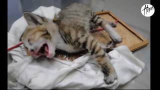 Poor Kitten Rescued From A Glue Trap Cat found waiting to die 2017 [upl. by Ettenay368]