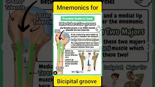 Bicipital Groove Mnemonics  Easy Tricks to Remember Muscle Insertions [upl. by Assylem]