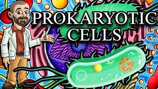 Prokaryotic Cells Characteristics Structures and Functions [upl. by Gilmour163]