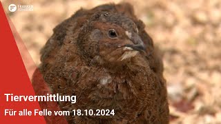 Tiervermittlung Für alle Felle vom 18102024 [upl. by Esnohpla]