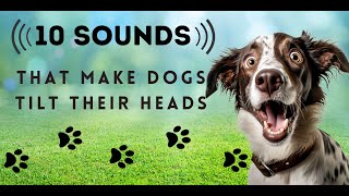 10 Sounds Dogs Love To Hear The Most TURN THE SOUND UP dogsound dogsounds [upl. by Yerffoj]