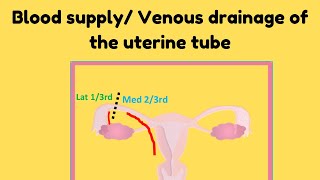 Blood supply and venous drainage of the uterine tube [upl. by Euqinue624]