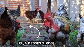 Reprodução de Galinhas Como Escolher o Galo Certo O perfil Ideal🐓 [upl. by Curry]