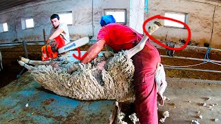 Shearing A Massive Overgrown Ram  Sheep Shearing [upl. by Niwled]