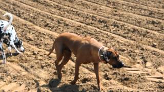 rhodesian ridgeback and dalmatian [upl. by Landan]