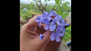 forgetmenot plants highlights succulents freshfrommygarden gardendesign gardenfresh [upl. by Sirronal720]