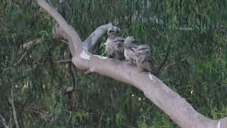 Tawny Frogmouth family foraging beside Gardiners Creek Melbourne Australia 17 January 2024 [upl. by Meerek676]