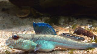 Mudskippers Schlammspringer im Mangroven Aquarium [upl. by Oria]