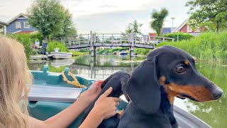 On holiday in our own village A boat ride with our 2 Dachshunds in the evening [upl. by Durwood873]