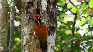 Woodpeckers  Nature’s Resilient Builders [upl. by Carlita]