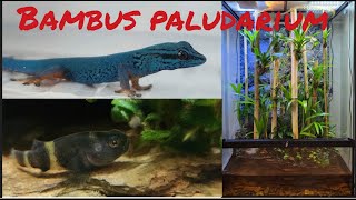 Bambus Paludarium [upl. by Sinclair987]