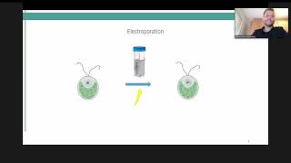 Algae Transformation  iGEM Phototrophs Kickstart Event [upl. by Enneirdna]