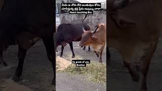 Animals Need Love help 😢 shortvideo shorts short music viralvideo helping animallover [upl. by Samuele]