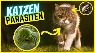 Die 7 häufigsten Parasiten bei Katzen  Erkennen Behandeln Vorbeugen [upl. by Yleak517]