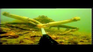 Spider crab at Captree state park NY [upl. by Livvy]