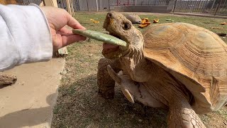 Feeding Day for the Tortoises  Daily Routine [upl. by Aivlis]