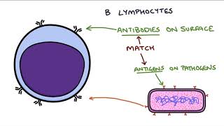 Understanding the Cells of the Immune System [upl. by Adonis]