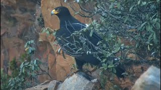 Verreauxs eagle Aquila verreauxii at Black Eagles of Roodekrans  africam  exploreorg [upl. by Oirevlis481]