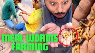 MEAL WORMS KI FARMING KAR LI [upl. by Josefa]