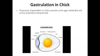 Gastrulation in chickL1most comprehensive note [upl. by Akeihsal]