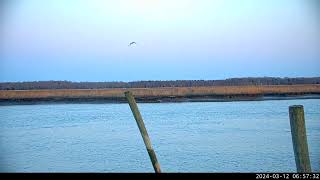 Osprey Early Spring Arrival [upl. by Iffar]