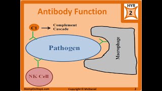 Antibody Structure amp Formation IgG IgA IgE Autoantibodies ANA panca Isotype [upl. by Semreh]