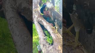 A man catch beauty parrots on a nest part 04 nightparrot superbparrot swiftparrot parrotlet [upl. by Aicenat]