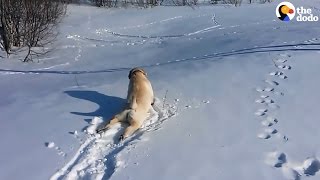 Lab Wont Stop Sliding Down Snowy Hill [upl. by Rovit]