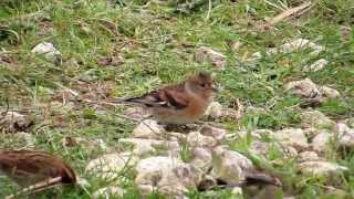 Brambling on Otmoor oxonbirdingblogspotcouk [upl. by Ancel]