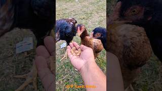 Fighter aseel murga breeder pair  Aseel Murga Fight aseelmurga birds chicken [upl. by Shirlene]