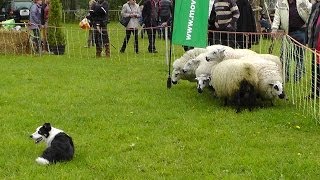 Demonstratie schapendrijven  Border Collies herding cattle  sheepdogs [upl. by Akirej459]