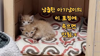 냥줍한 아기냥이 두마리를 집에 데려왔는데 2번 아기의 엄청난 비밀 그리고 이름 지었어요 [upl. by Reginnej839]