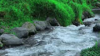 Relaxing Nature Sounds River Flow amp Birdsong for Deep Relaxation [upl. by Pearline]