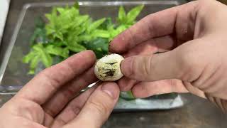 Hatching Adorable Corn Snakes  Shop Vlog 3 [upl. by Adamsen]