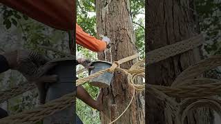 Gum resins are extracted from trees in Sumatra Indonesia IncenseMedia GumDamar [upl. by Esilehc]