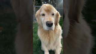 Maverick Bradley petward petowner dogs petengager doglover goldenretrieverpuppy dogowner [upl. by Keefe588]