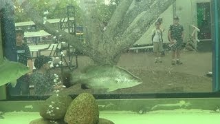 BARRAMUNDI FISHING IN A FISH TANK [upl. by Htrow]