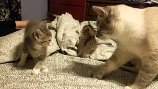 5 week old kitten vs daddy cat [upl. by Iret]