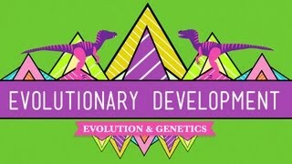 Evolutionary Development Chicken Teeth  Crash Course Biology 17 [upl. by Mohkos]