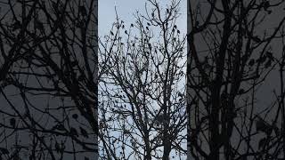 Starling Song [upl. by Eimot]