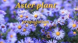 Aster plants propagation  winter flower plant aster shorts youtubeshorts [upl. by Griff]