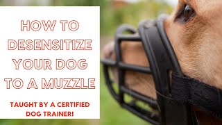 How to Desensitize Your Dog to a Muzzle  Instructions From a Certified Dog Trainer [upl. by Eseilana]