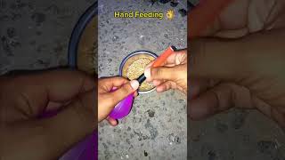 Hand Feeding formula 🥰😘 kabootar pigeon birds viralvideo viralshorts videos [upl. by Durand130]